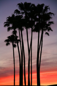 Southern Palms