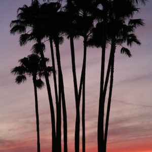 Southern Palms